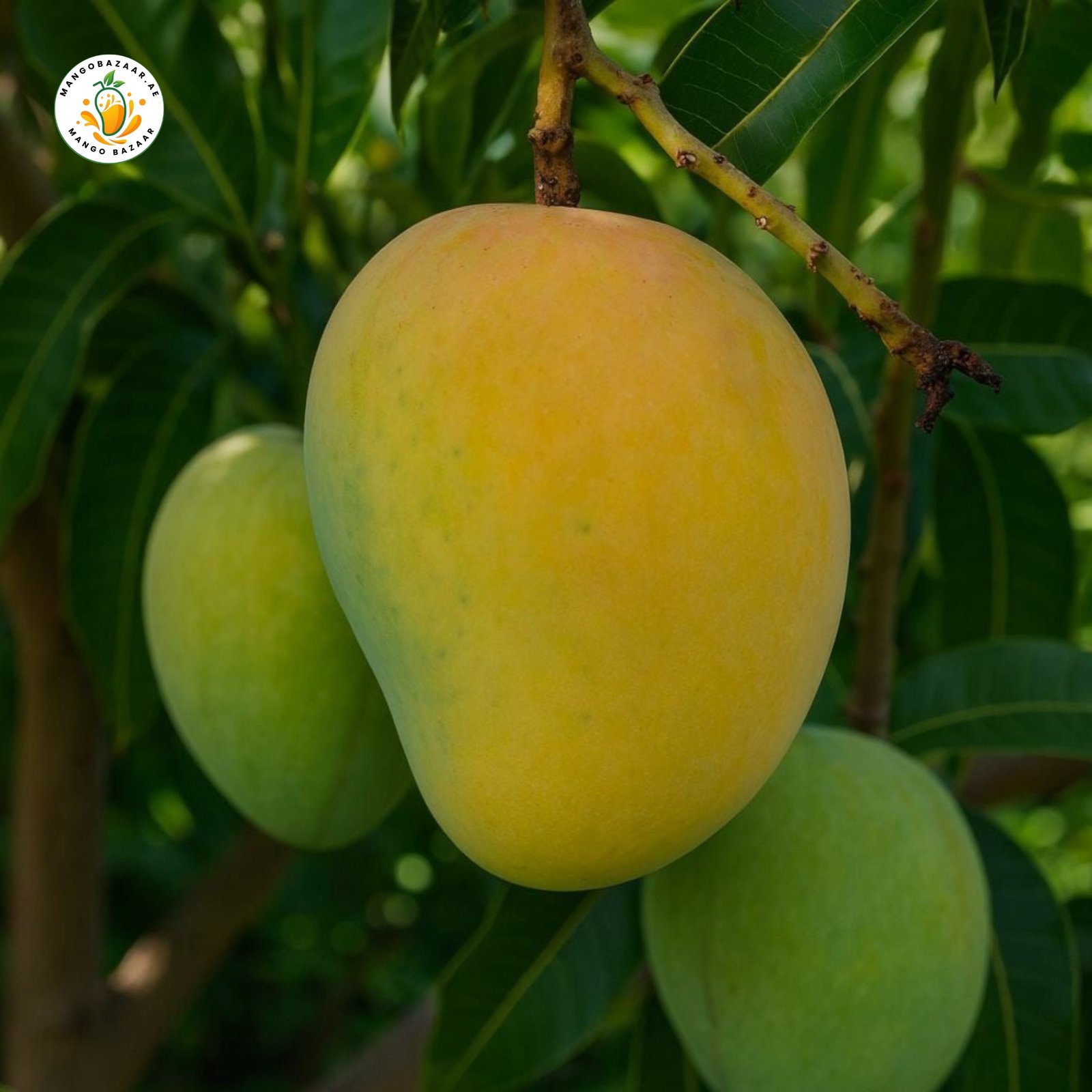 Alphonso Mango – Premium Quality
