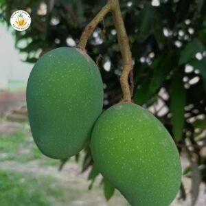 Anwar Ratol Mango – Premium Quality