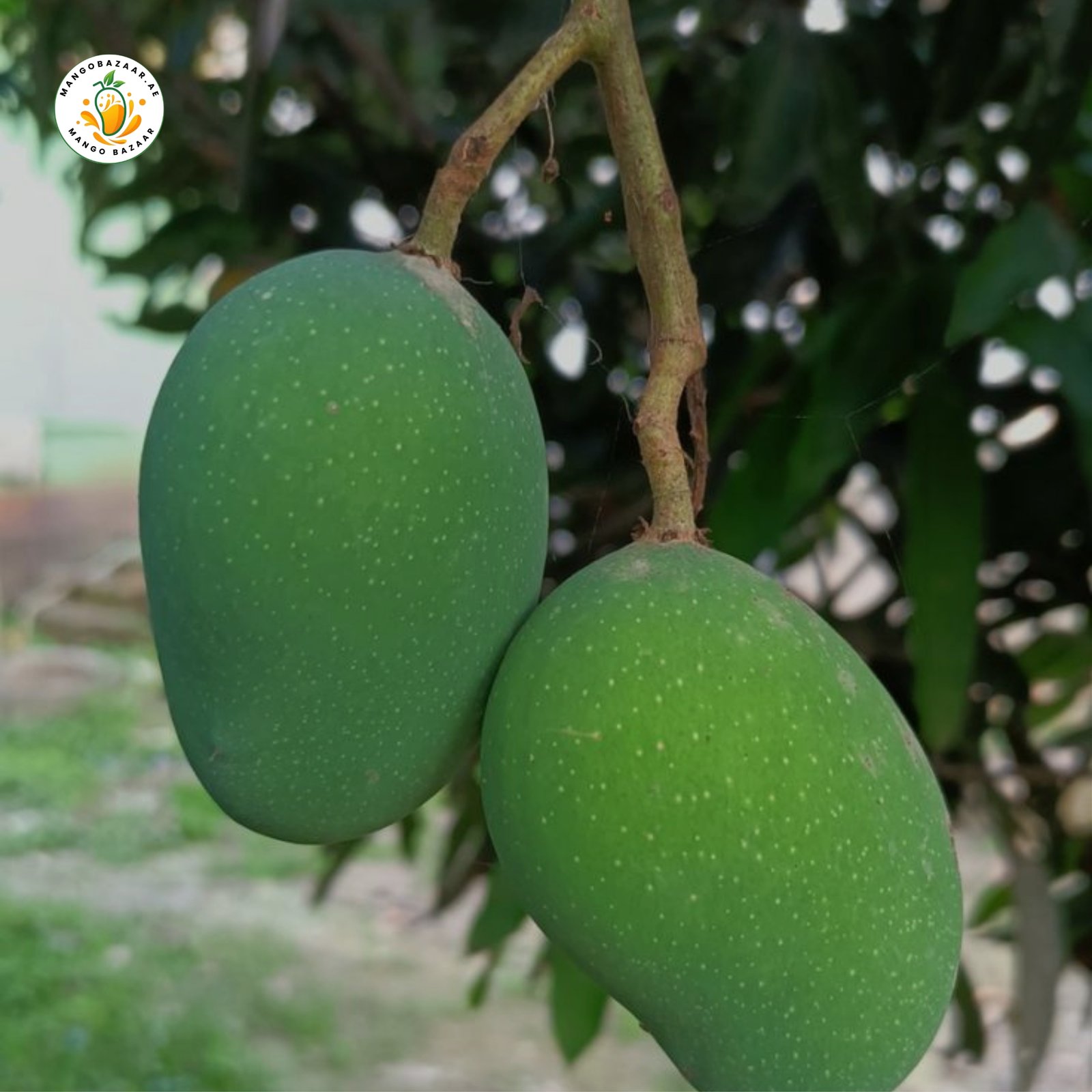 Anwar Ratol Mango – Premium Quality