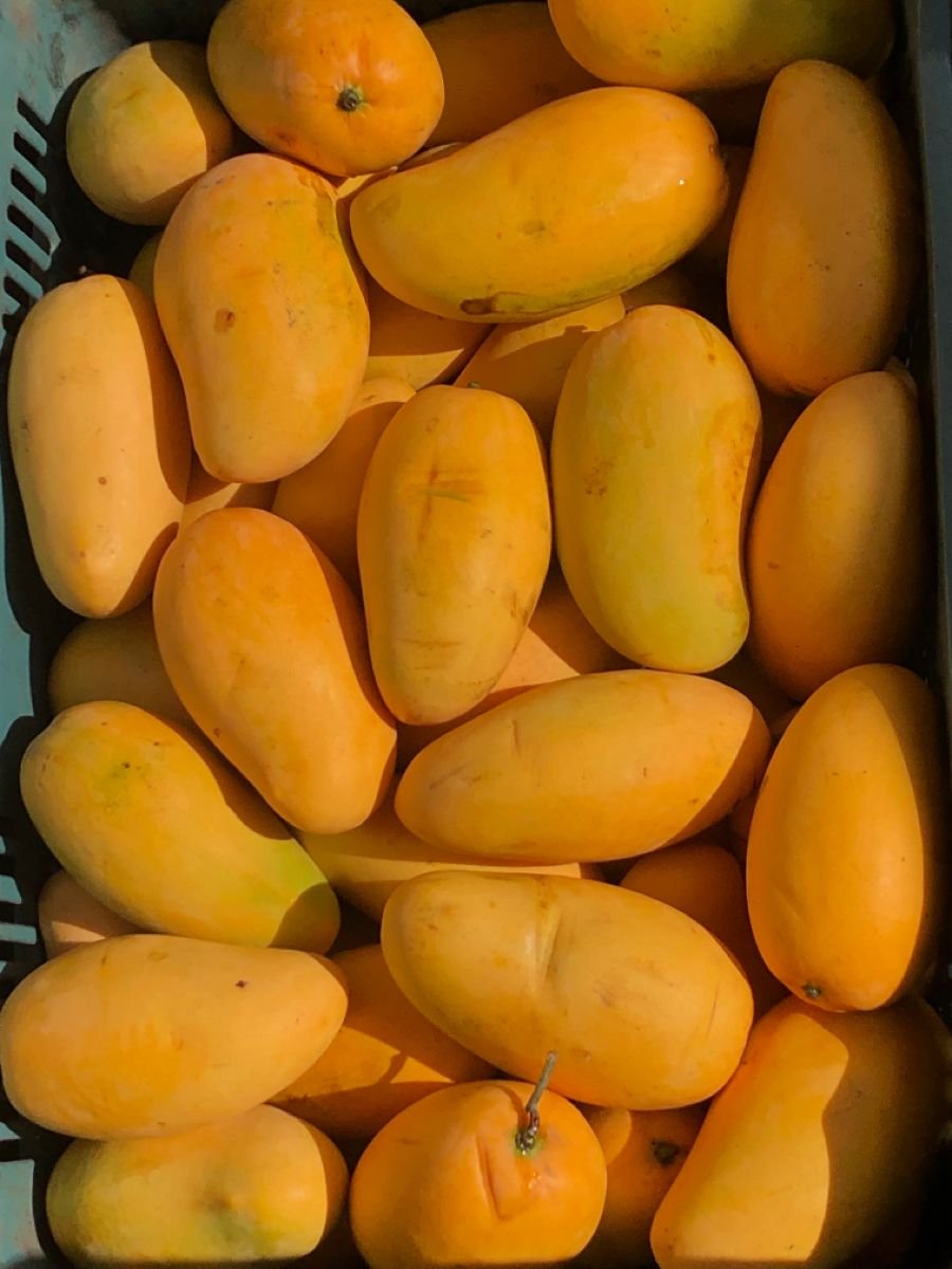 Dussehri Mango – Premium Quality