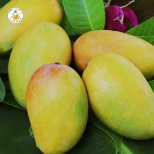 Dussehri Mango – Premium Quality