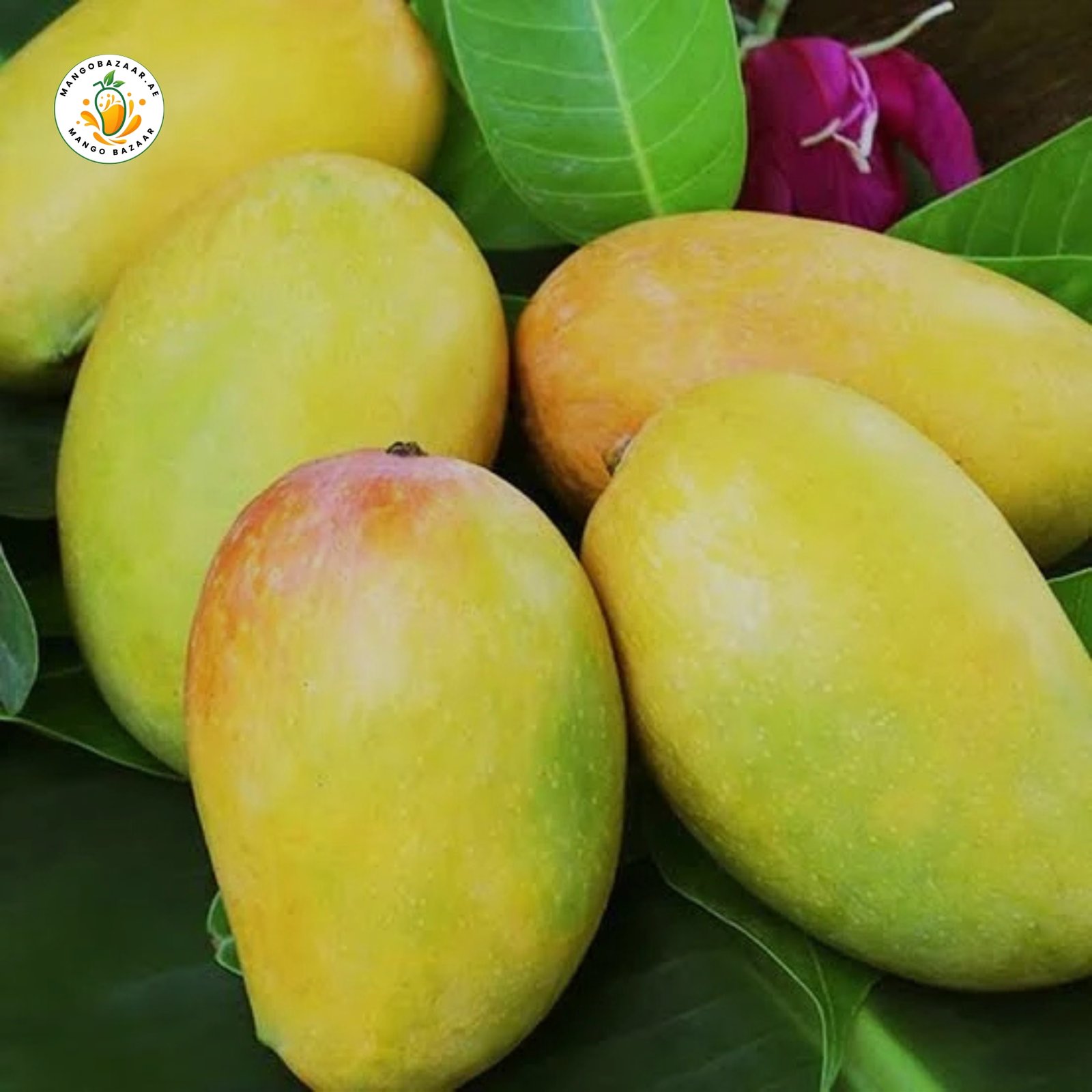 Dussehri Mango – Premium Quality
