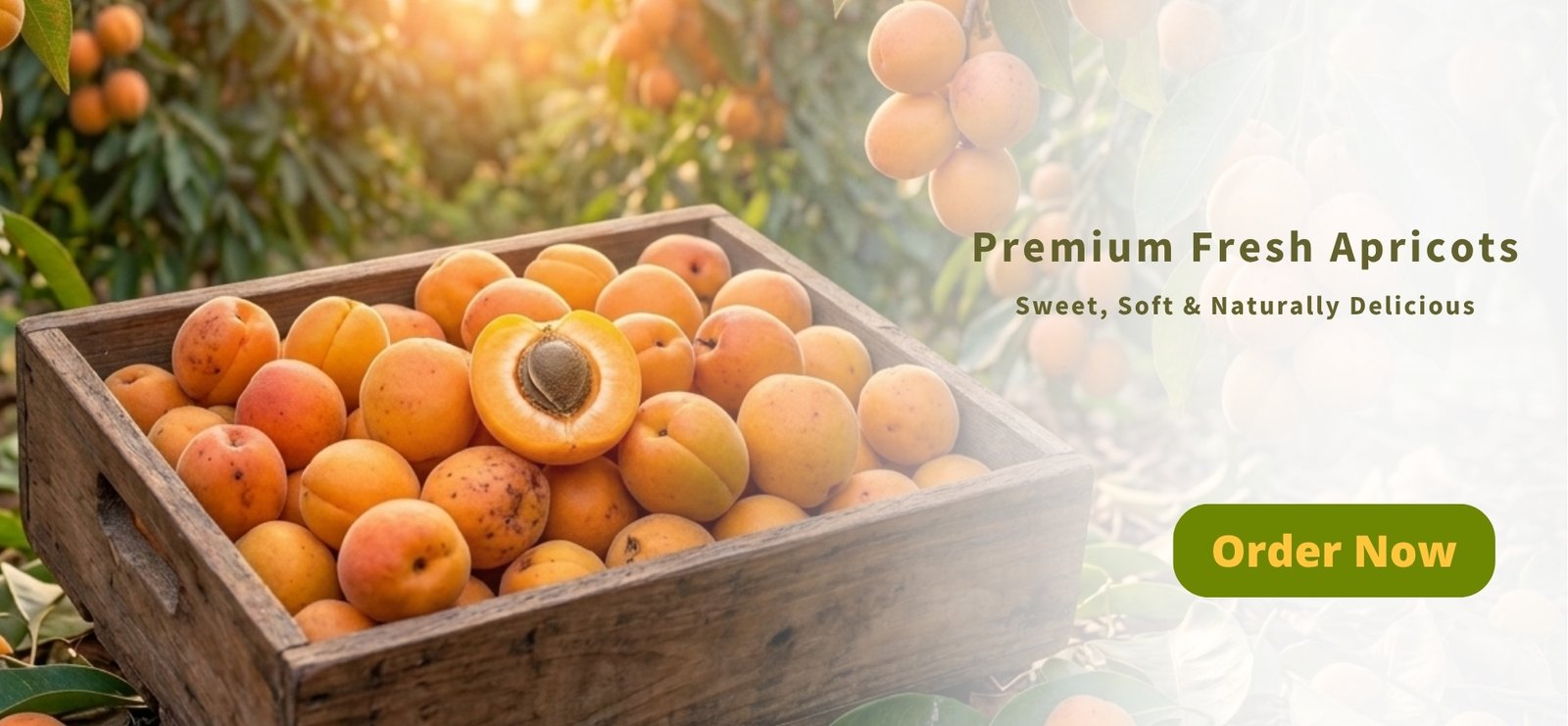 Dubai’s Freshest Fruits – Only at Mango Bazar (3)