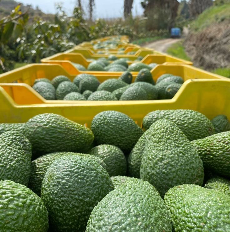 Hass Avocado – Premium Fresh