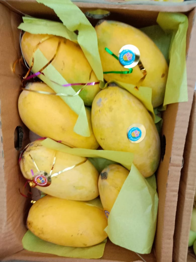 Sindhri Mango – Premium Quality