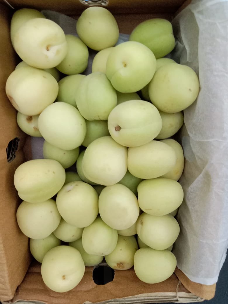 Apricot (Khubani) – Premium