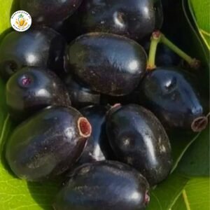 Jamun (Java Plum) – Fresh