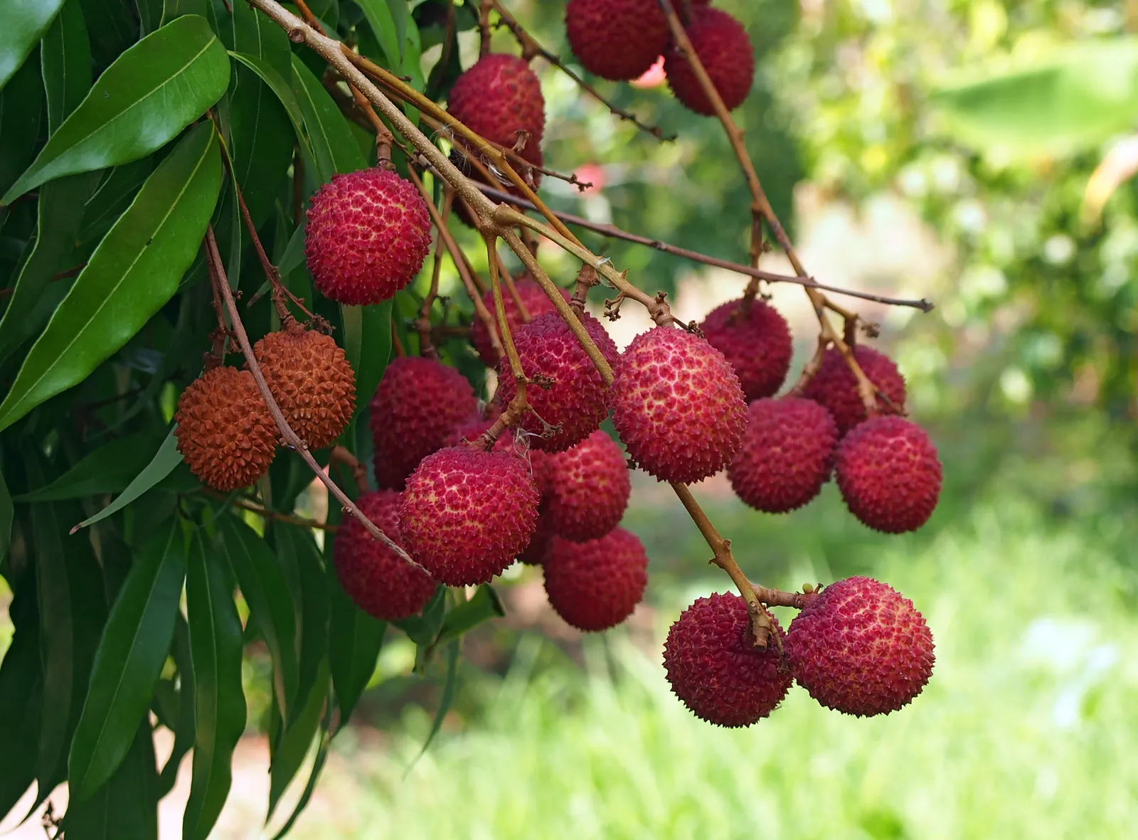 Lychee – Fresh & Premium