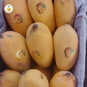 Sindhri Mango – Premium Quality
