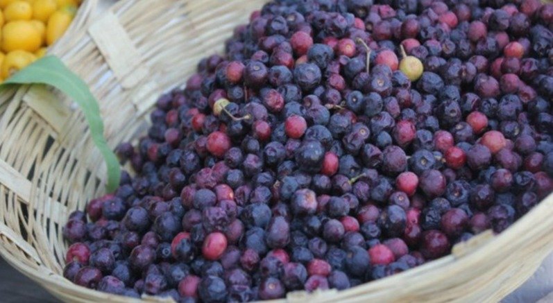 Falsa – Fresh Seasonal Fruit