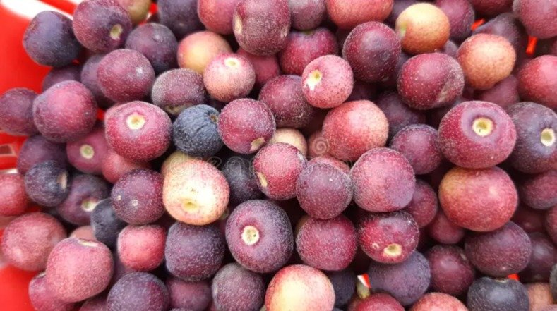 Plum (Alu Bukhara) – Fresh