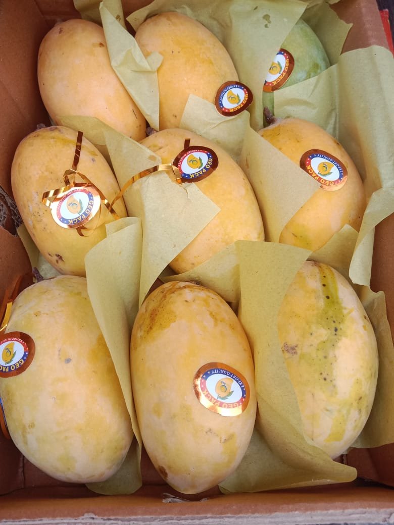 Dussehri Mango – Premium Quality