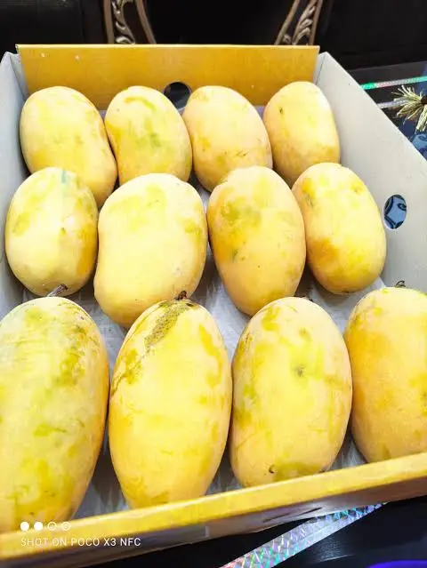 White Chaunsa Mango – Premium Quality
